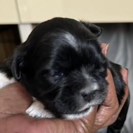 Maltese, Pomeranian, Shih Tzu, and Yorkshire Terrier Puppies from Gibbs Gorgeous Paws LLC