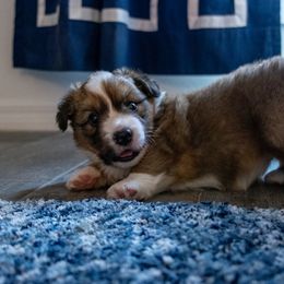 Cardigan Welsh Corgi Puppies from Rochar Cardigan Welsh Corgis