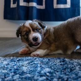 Cardigan Welsh Corgi Puppies from Rochar Cardigan Welsh Corgis
