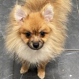 Micro Lucky - Orange sable male Pomeranian puppy in Avon Park, Florida from Mariska's Pomeranians