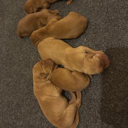 Male 4 - Yellow male Labrador Retriever puppy in Wardensville, West Virginia from Sager’s Labrador Puppies