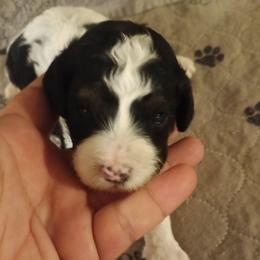Boy two - Black and white male Cavapoo puppy in East Providence, Rhode Island from Marta's Cavaliers
