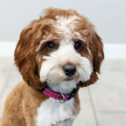 Molly - Cavapoo