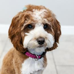 Molly - Cavapoo