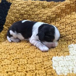 Tri Girl 1 - Tri-color female Cavalier King Charles Spaniel puppy in Raymondville, Missouri from Puppy PlayPen
