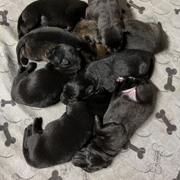 German Shepherd Puppies from Pocono GSD