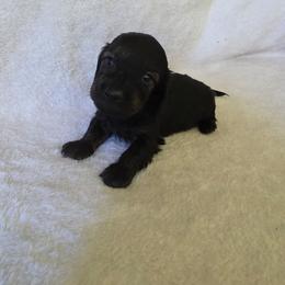 Light blue collar - Brindle male Dachshund puppy in Lake View, Alabama from Brandys Pups