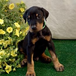 Green collar boy - Black and rust male Doberman Pinscher puppy in Mansfield, Georgia from Marbendale’s Doberman