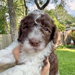 Jessie - Parti female Goldendoodle puppy in Montgomery, Texas from Texas Bello Doodles
