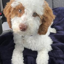 Ruthie - Goldendoodle