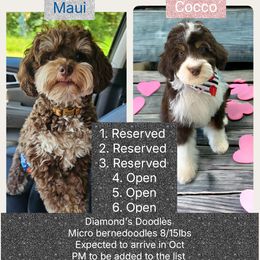 Bernedoodle puppies from Diamond's Doodles