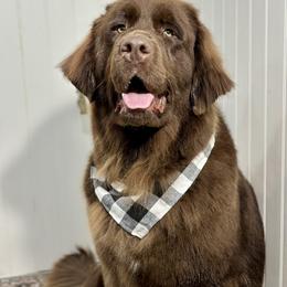 Queen - Brown female Newfoundland puppy in Tully, New York from Bear Paw Newfoundlands