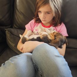 Beagle Puppies from Blackstone