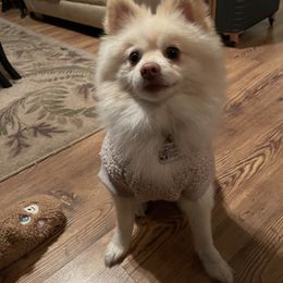 Akira - Pomeranian