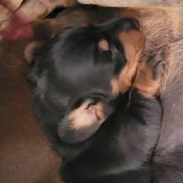 Bella - Black and tan female Dachshund puppy in Moriarty, New Mexico from SW Doxie Hounds