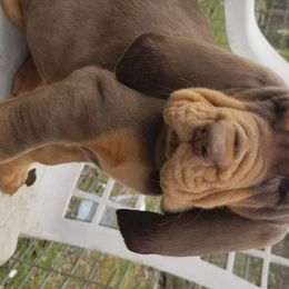 Bloodhound Puppies from Sullivan's Bloodhounds