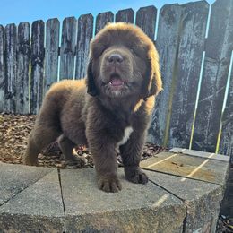 Rosie - Brown female Newfoundland puppy in Ohio from Vermillion Newfoundlands