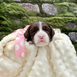 Winter - Chocolate female Australian Labradoodle puppy in Anderson, California from Shaggy Doodles