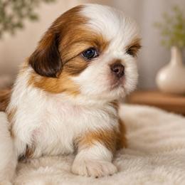 PHOENIX - Red and white male Shih Tzu puppy in Los Banos And Bay Area, California from Shantii's Shih Tzu's