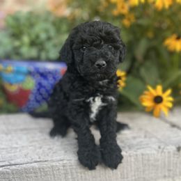 Goldendoodle Puppies from Jess’ Golden Doodles