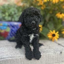 Goldendoodle Puppies from Jess’ Golden Doodles