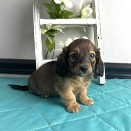 Vance - Cream male Dachshund puppy in Gilbertsville, Kentucky from DeLaunes Dachshunds