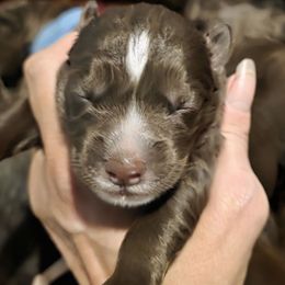 Cora - Brown and white female Siberian Husky puppy in Meridian, Mississippi from JJ's Huskies