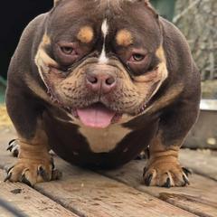 Shorty Bull All Grown Up from Exquisite Star Kennel