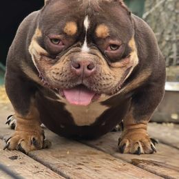 Shorty Bull All Grown Up from Exquisite Star Kennel