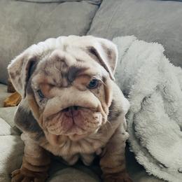 Bulldog Puppies from Gavier’s Classy Bulldogs