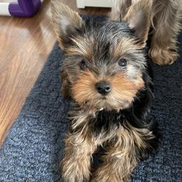Yorkshire Terrier Puppies from Essence of Grace Yorkies