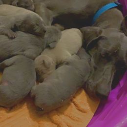 Willow - Weimaraner