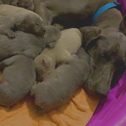 Willow - Weimaraner