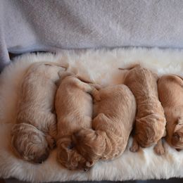 Goldendoodle Puppies from Wild Blum Doodles