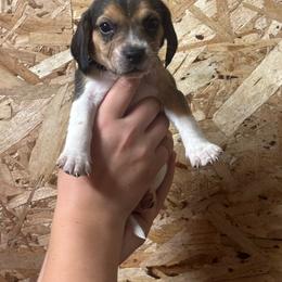 Autumn - Black white and tan female Beagle puppy in St. Cloud, Minnesota from Beagle Blessings