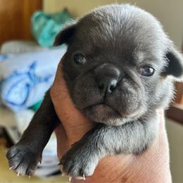 Bill Murray Blue boy - Silver male Pug puppy in Onalaska, Washington from Cupid’s Pugs