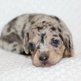 Fable - Black and cream male Dachshund puppy in Bellville, Ohio from JK Mini Doxies