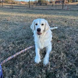Autumn - Golden Retriever