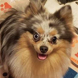 Pomeranian puppies from Jeweled Poms