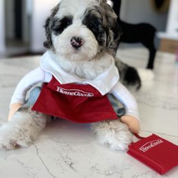Boy 4 - Blue merle male Bernedoodle puppy in Arizona from Coats of Many Colors LLC