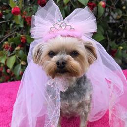 Penelope - Yorkshire Terrier