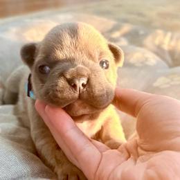 Waffles - Blue fawn male French Bulldog puppy in Opelika, Alabama from Fancy Face Frenchies