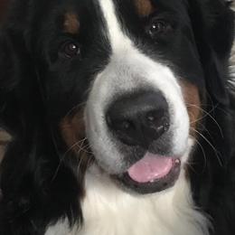 Bernese Mountain Dogs from Von Engel Bernese Mountain Dogs