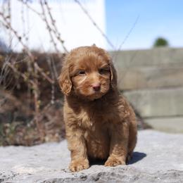 Blue - Caramel red male Australian Labradoodle puppy in Williamstown, New York from Lewis Manor Labradoodles