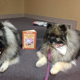 Keeshond All Grown Up from Pam Skinner's Keeshonds