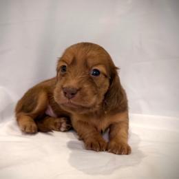 Ducky - Red female Dachshund puppy in Southwest Ranches, Florida from Breezy Florida Dachshunds