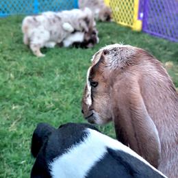 Australian Shepherd Puppies from Winsome Aussies