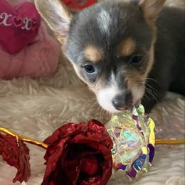 Girl 2 - Blue female Pembroke Welsh Corgi puppy in Tucson, Arizona from Sierrita Mountain Corgis