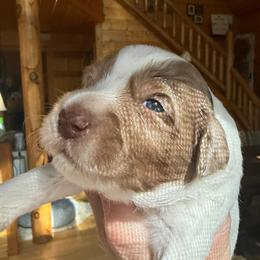 Sebastian - Chocolate male Goldendoodle puppy in Pine Grove, California from Lundee Doodles