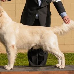 Golden Retrievers from Tilly Puppies
